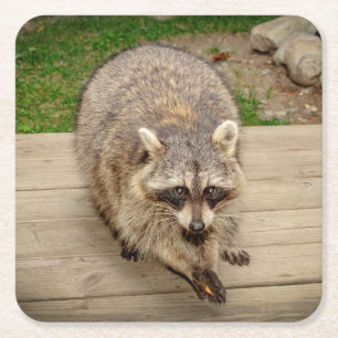 Posavasos Cuadrado De Papel Raccoon con chip