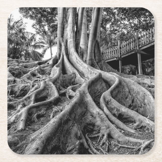 Posavasos Cuadrado De Papel Raíces masivas de árboles de goma (Anverso)