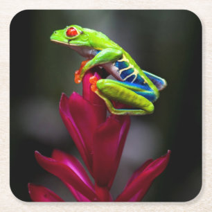Posavasos Cuadrado De Papel rana arbórea Rojo-observada