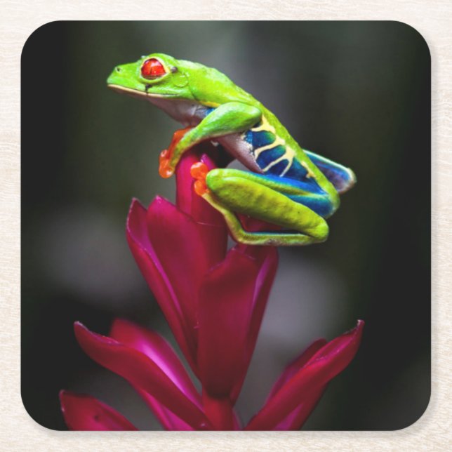 Posavasos Cuadrado De Papel rana arbórea Rojo-observada (Anverso)