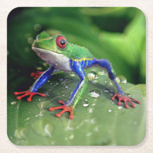 Posavasos Cuadrado De Papel Rana de árbol de ojos rojo colorida sobre hojas de