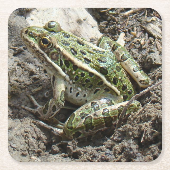 Posavasos Cuadrado De Papel Rana de leopardo R3 (Anverso)