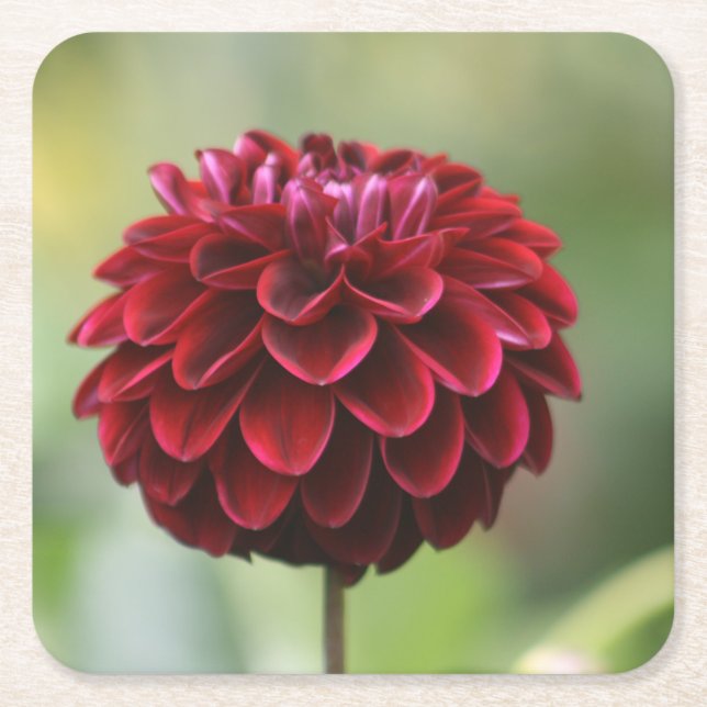 Posavasos Cuadrado De Papel Red Dahlia Coaster (Anverso)