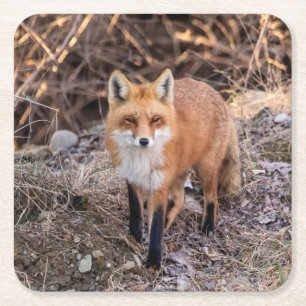 Posavasos Cuadrado De Papel Red Fox cerca y personal