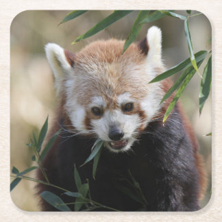 Posavasos Cuadrado De Papel Red_Panda_2015_0311