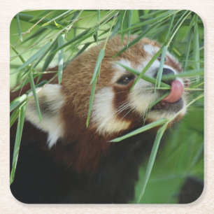 Posavasos Cuadrado De Papel Red_Panda_2015_0707