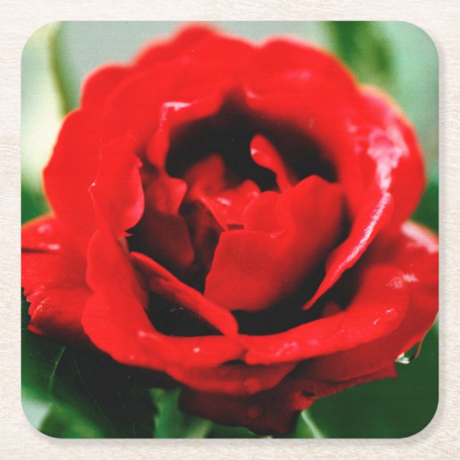 Posavasos Cuadrado De Papel Red Rose Love (Anverso)