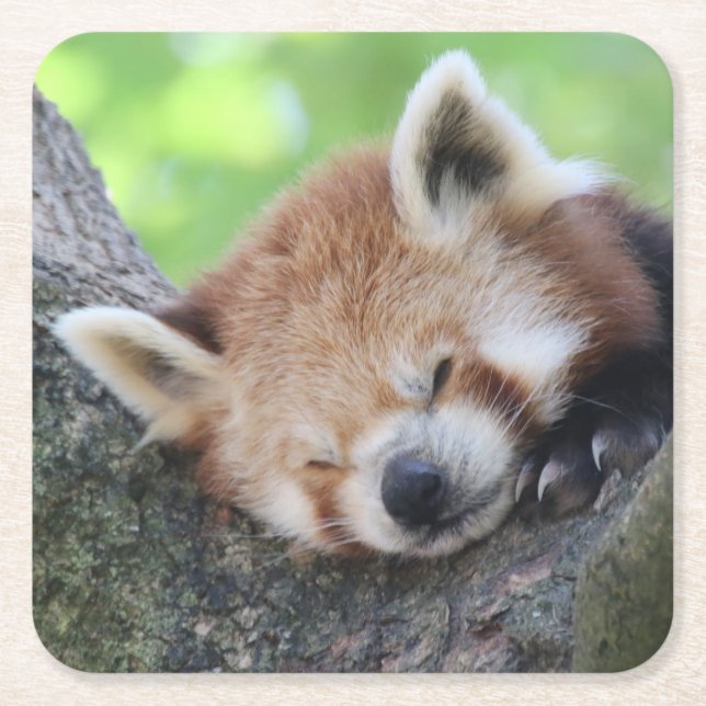 Posavasos Cuadrado De Papel RedPanda20150705 (Anverso)