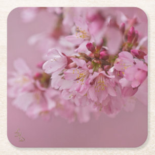 Posavasos Cuadrado De Papel Reflejos Rojizos Pálidos de Flor de Cerezo Sakura