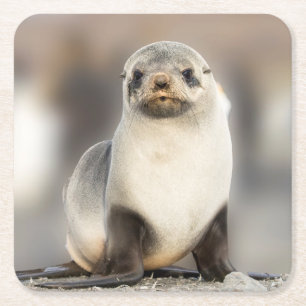 Posavasos Cuadrado De Papel Retrato de cría de foca en la playa