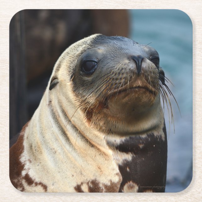 Posavasos Cuadrado De Papel Retrato de león marino (Anverso)