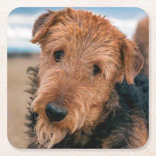 Posavasos Cuadrado De Papel Retrato de un Airedale Terrier (Anverso)