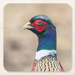 Posavasos Cuadrado De Papel Retrato de un faisán