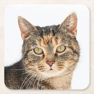 Posavasos Cuadrado De Papel Retrato de un gato