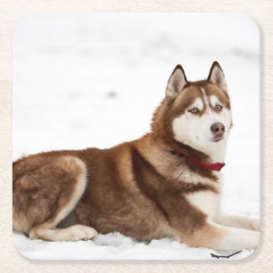 Posavasos Cuadrado De Papel Retrato espumoso siberiano chiquito