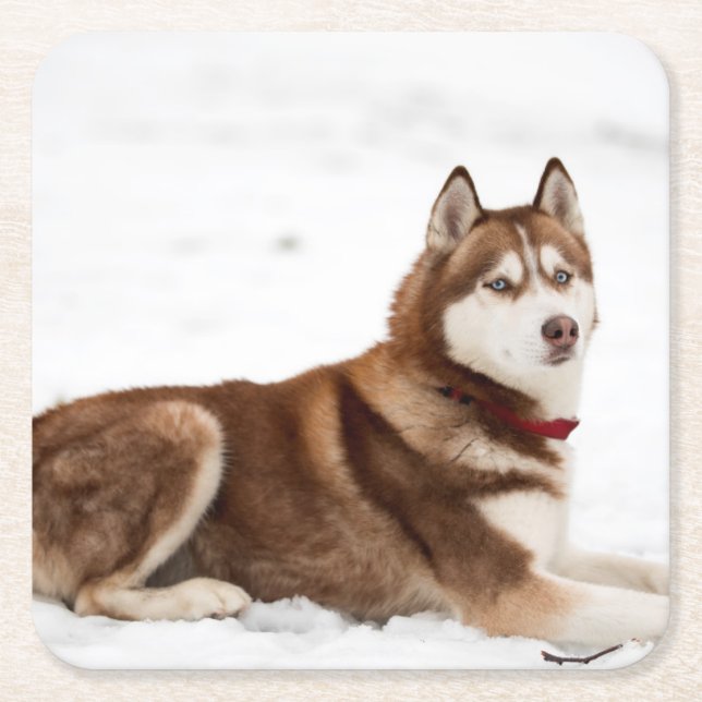 Posavasos Cuadrado De Papel Retrato espumoso siberiano chiquito (Anverso)