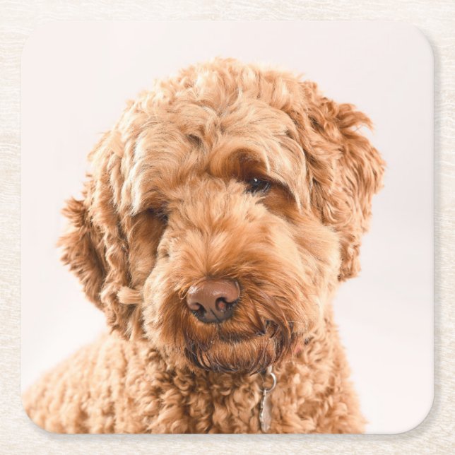 Posavasos Cuadrado De Papel Retrato Goldendoodle Studio (Anverso)