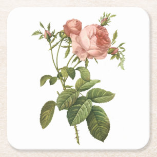 Posavasos Cuadrado De Papel rosa de col (Rosa centifolia foliacea) por Redout