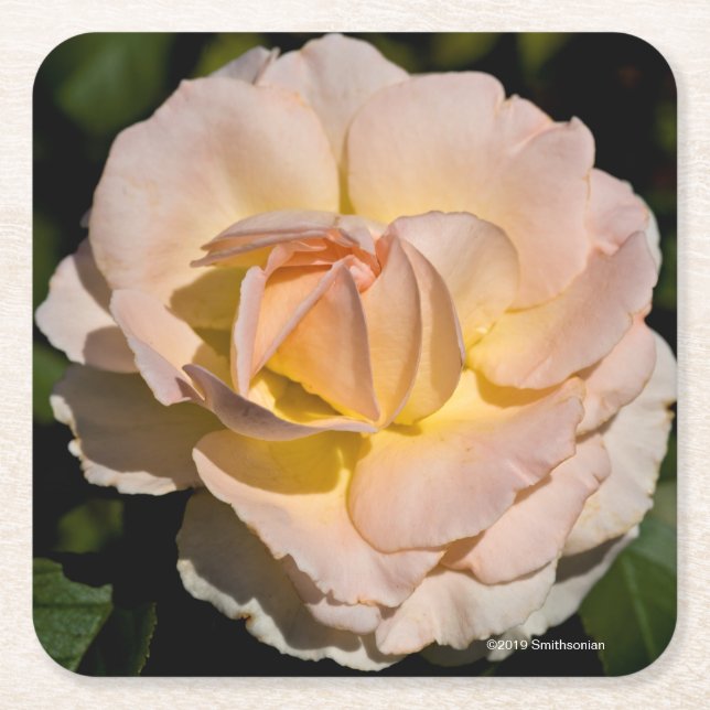 Posavasos Cuadrado De Papel Rosa de té (Anverso)