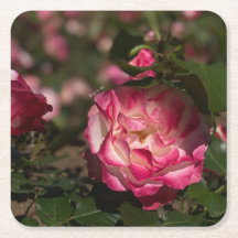 Rosa Pink y Blanca