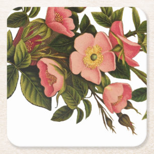 Posavasos Cuadrado De Papel Rosas Vintage Hermosas Rosas Botánicas Rosadas