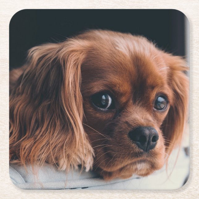 Posavasos Cuadrado De Papel Ruby Cavalier King Charles Spaniel (Anverso)