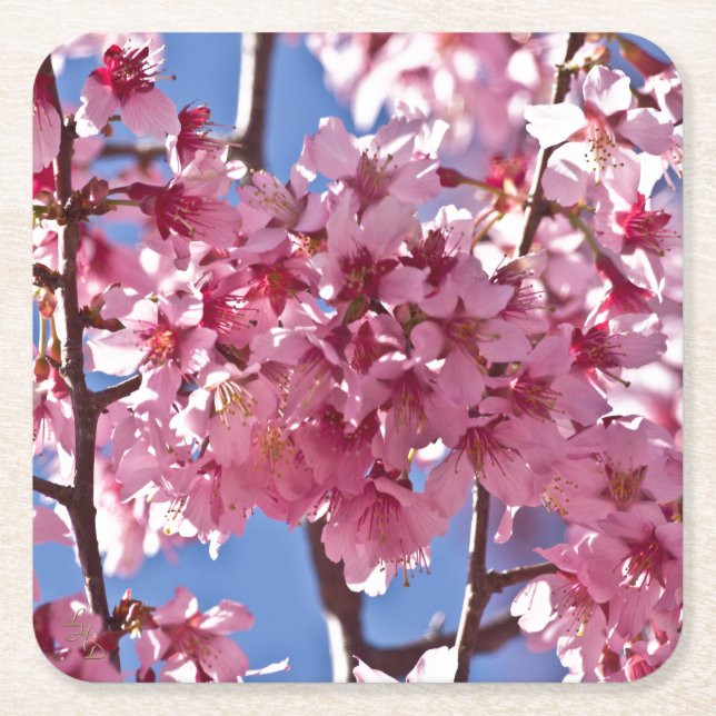 Posavasos Cuadrado De Papel Sakura cerezos florecen estrellas rojas (Anverso)