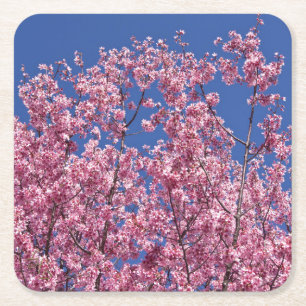 Posavasos Cuadrado De Papel Sakura Flor de Cerezo en el Azul