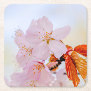 Posavasos Cuadrado De Papel Sakura - Flor de cerezo japonesa
