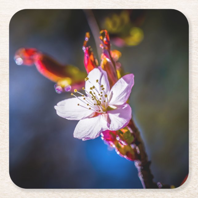 Posavasos Cuadrado De Papel Sakura - Flor de cerezo japonesa (Anverso)