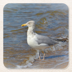 Posavasos Cuadrado De Papel Seagull Fiesta Coaster
