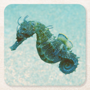 Posavasos Cuadrado De Papel Seahorse Cortocircuito-Metido el hocico el  