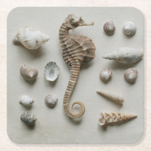 Posavasos Cuadrado De Papel Seahorse y cáscaras