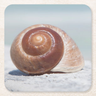 Posavasos Cuadrado De Papel Seashell el St Petersburg, la Florida