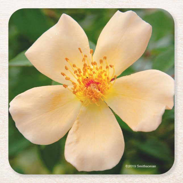 Posavasos Cuadrado De Papel Señora Oakley Fisher Rose (Anverso)