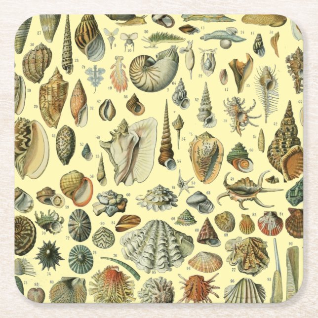 Posavasos Cuadrado De Papel Shell de conchas marinas Mollusk Clam Elegante Art (Anverso)