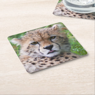 Posavasos Cuadrado De Papel Silly Cheetah Cub