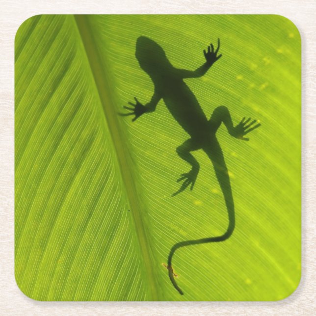 Posavasos Cuadrado De Papel Silueta del Gecko (Anverso)