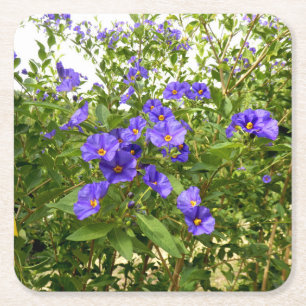 Posavasos Cuadrado De Papel Sisyrinchium Angustifolium