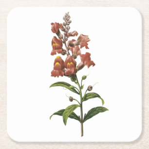 Posavasos Cuadrado De Papel Snapdragon (Antirrhinum sp.) de Redouté