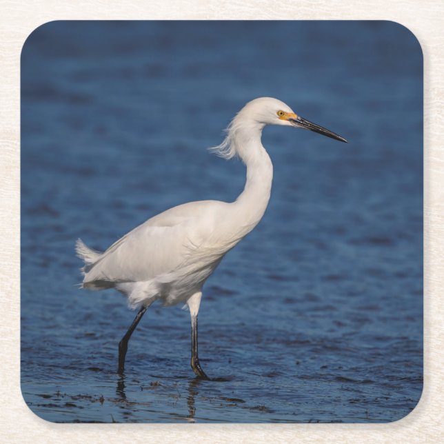 Posavasos Cuadrado De Papel Snowy Egret en North Beach (Anverso)