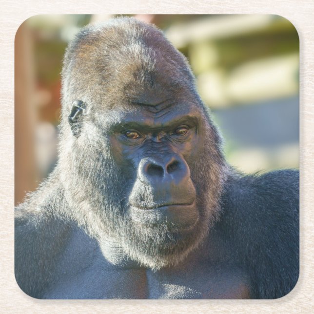 Posavasos Cuadrado De Papel Sorprendente Silverback (Anverso)