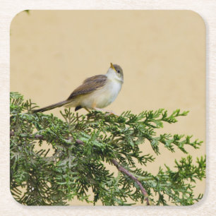 Posavasos Cuadrado De Papel Sparrow