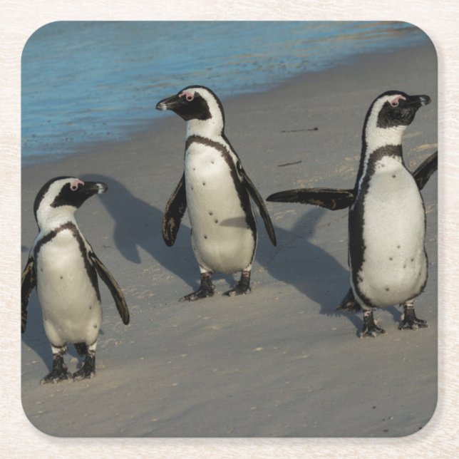 Posavasos Cuadrado De Papel Spheniscus africano Demersus de los pingüinos el | (Anverso)