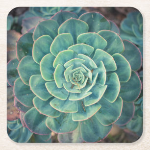 Posavasos Cuadrado De Papel Succulent del primer