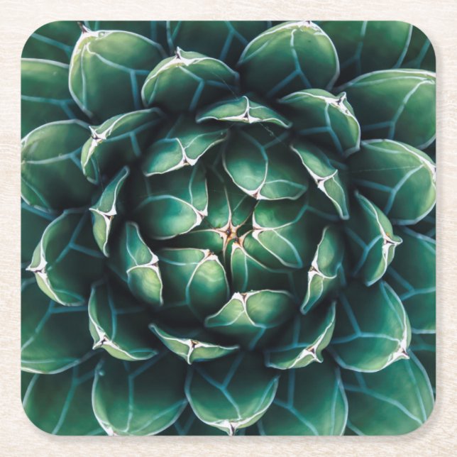 Posavasos Cuadrado De Papel Succulent verde y blanco (Anverso)