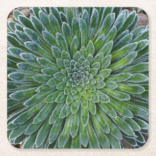 Posavasos Cuadrado De Papel Suculenta planta del desierto