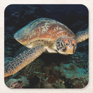 Posavasos Cuadrado De Papel Sulawesi Tortuga marina verde