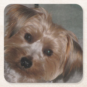 Posavasos Cuadrado De Papel Super Sweet Yorkie Coaster Set