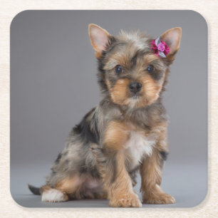 Posavasos Cuadrado De Papel Super Sweet Yorkshire Terrier (Yorkie) Cachorro